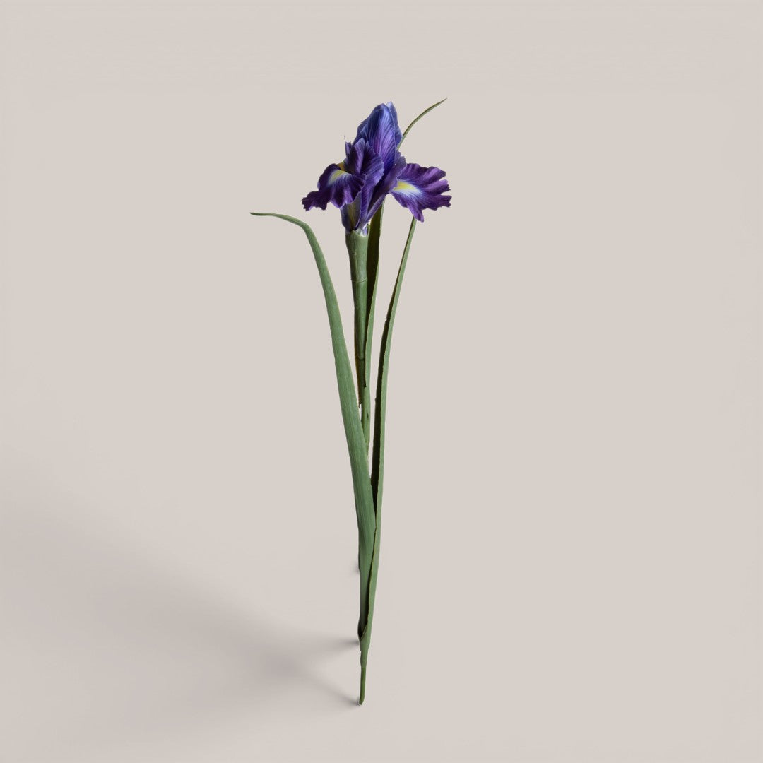 Iris Singolo • 70 cm