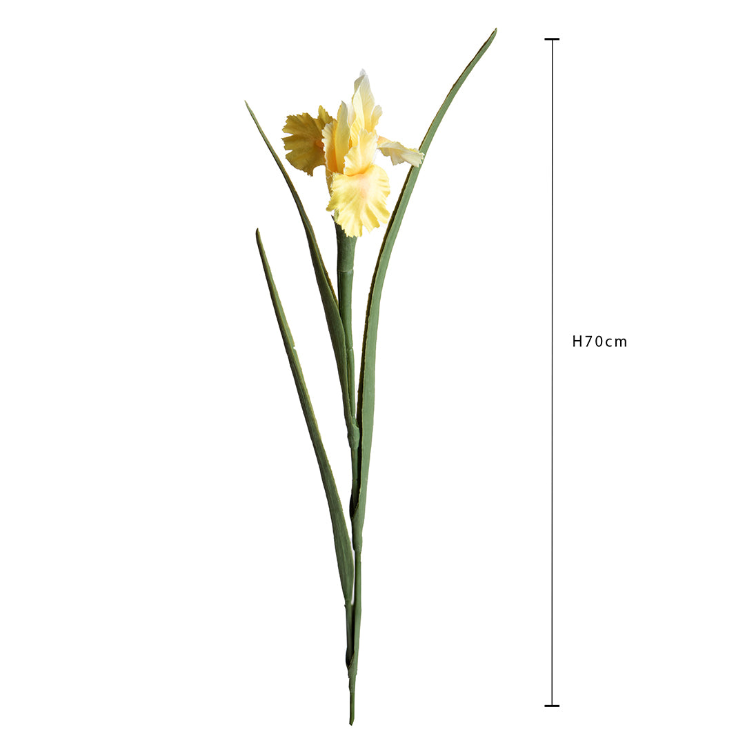 Iris Singolo • 70 cm