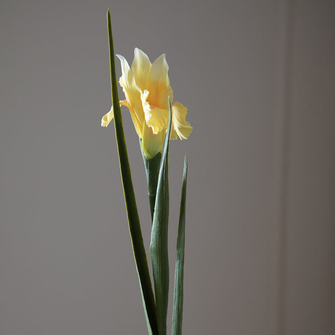 Iris Singolo • 70 cm