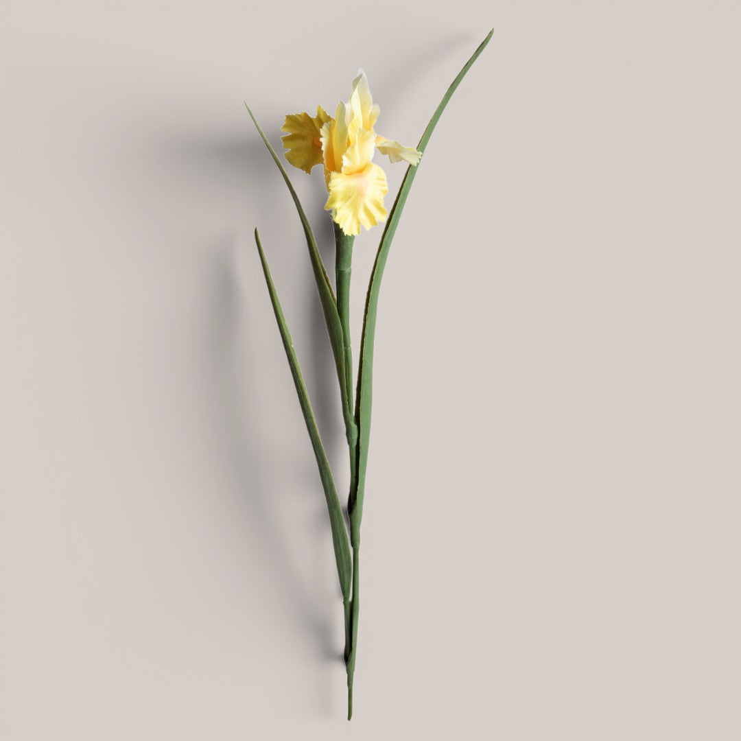 Iris Singolo • 70 cm