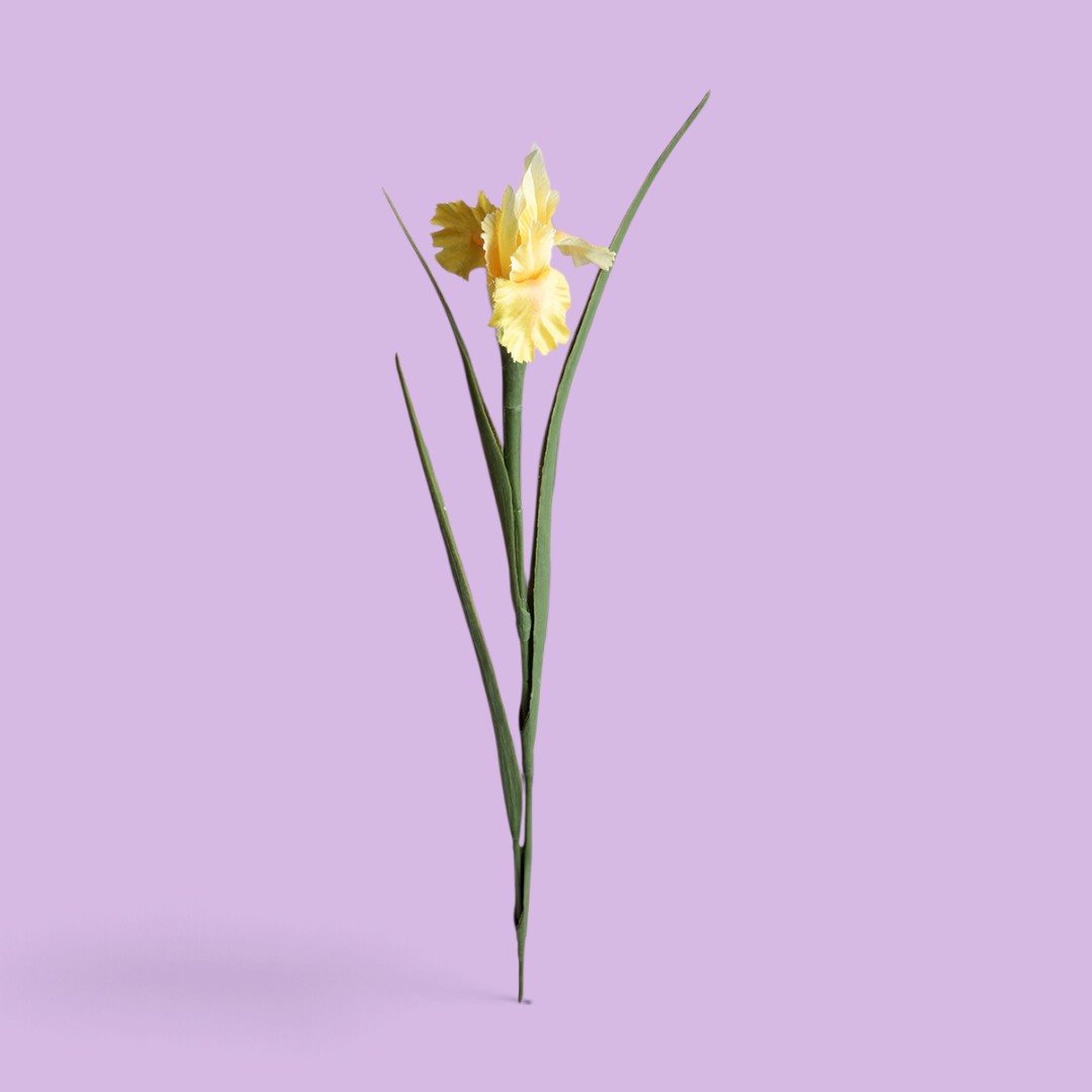 12 Pezzi • Iris Singolo • 70 cm