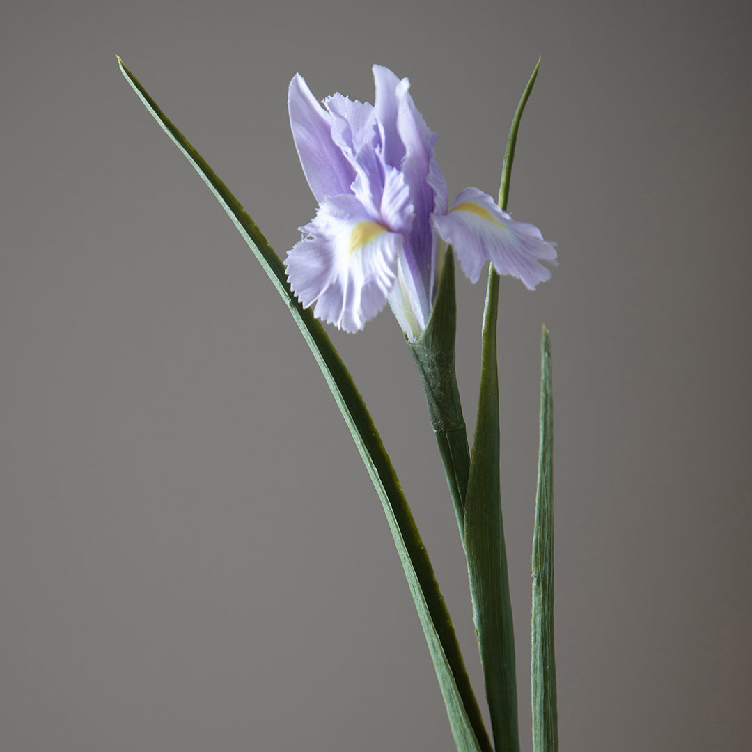 Iris Singolo • 70 cm
