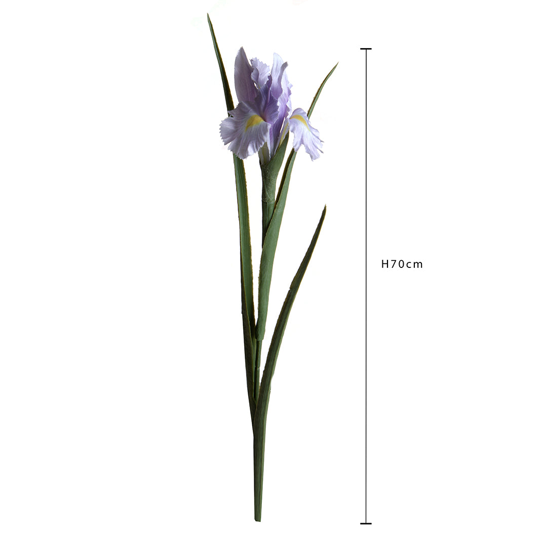 Iris Singolo • 70 cm