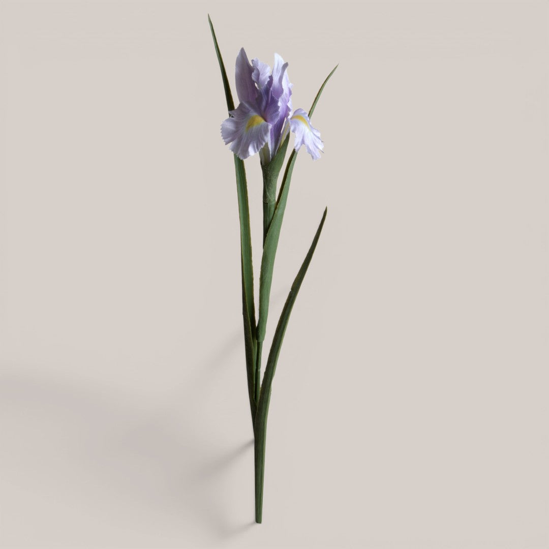 Iris Singolo • 70 cm