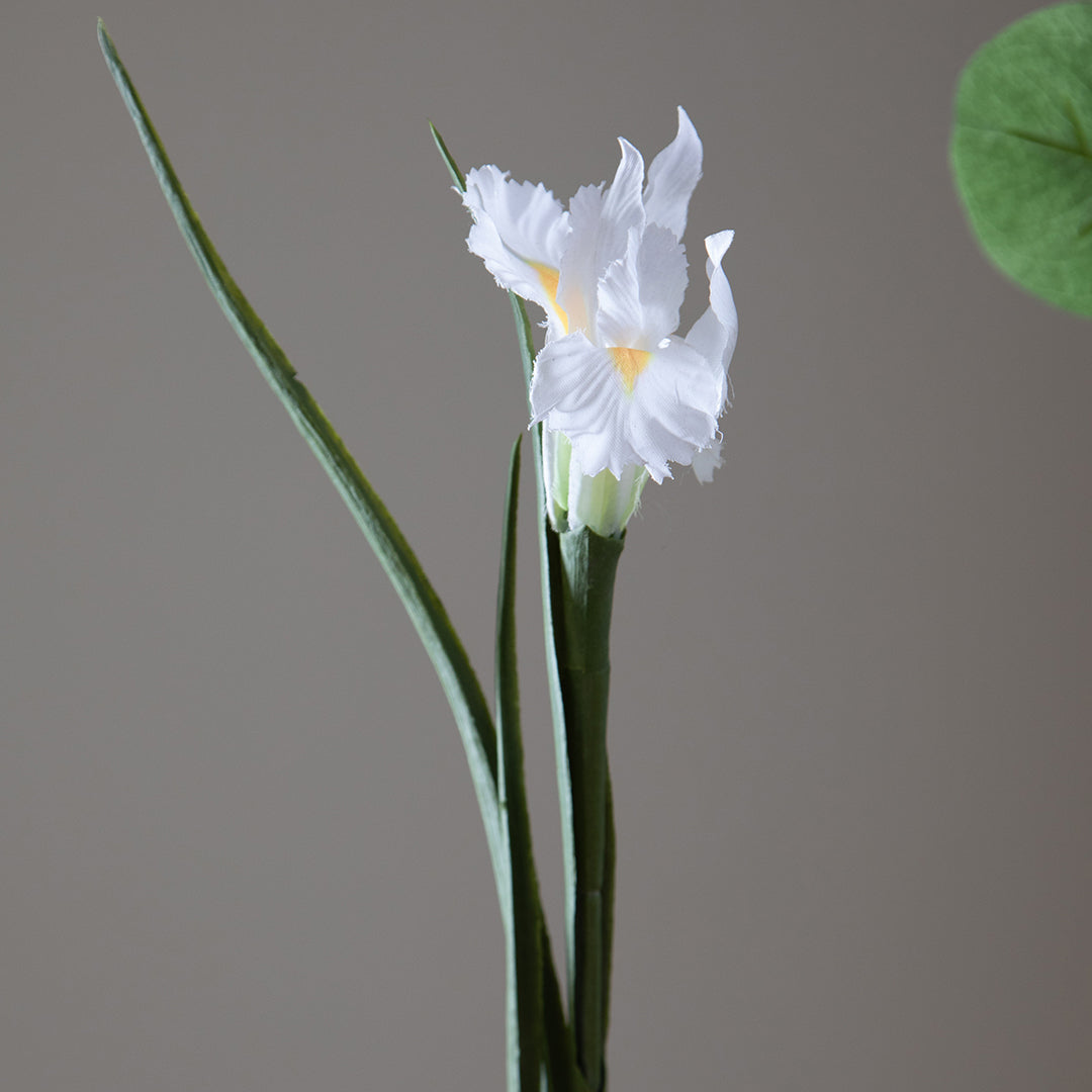 Iris Singolo • 70 cm