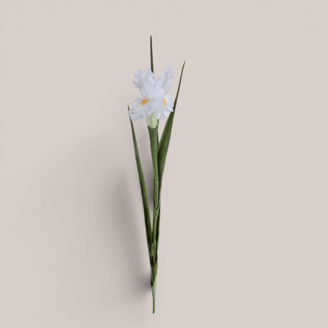 Iris Singolo • 70 cm
