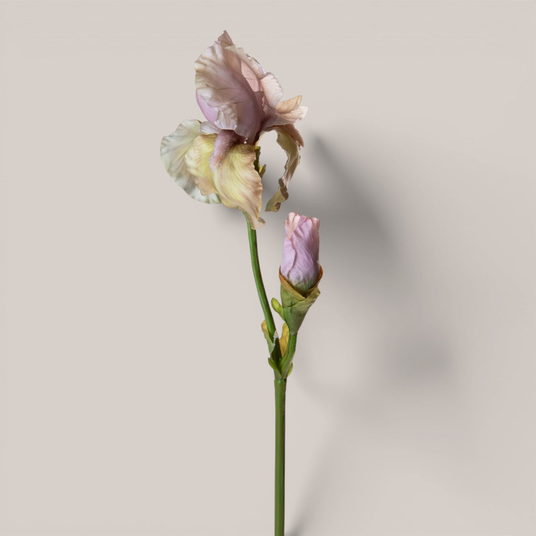 Iris con 1 fiore e 1 boccio • 79 cm
