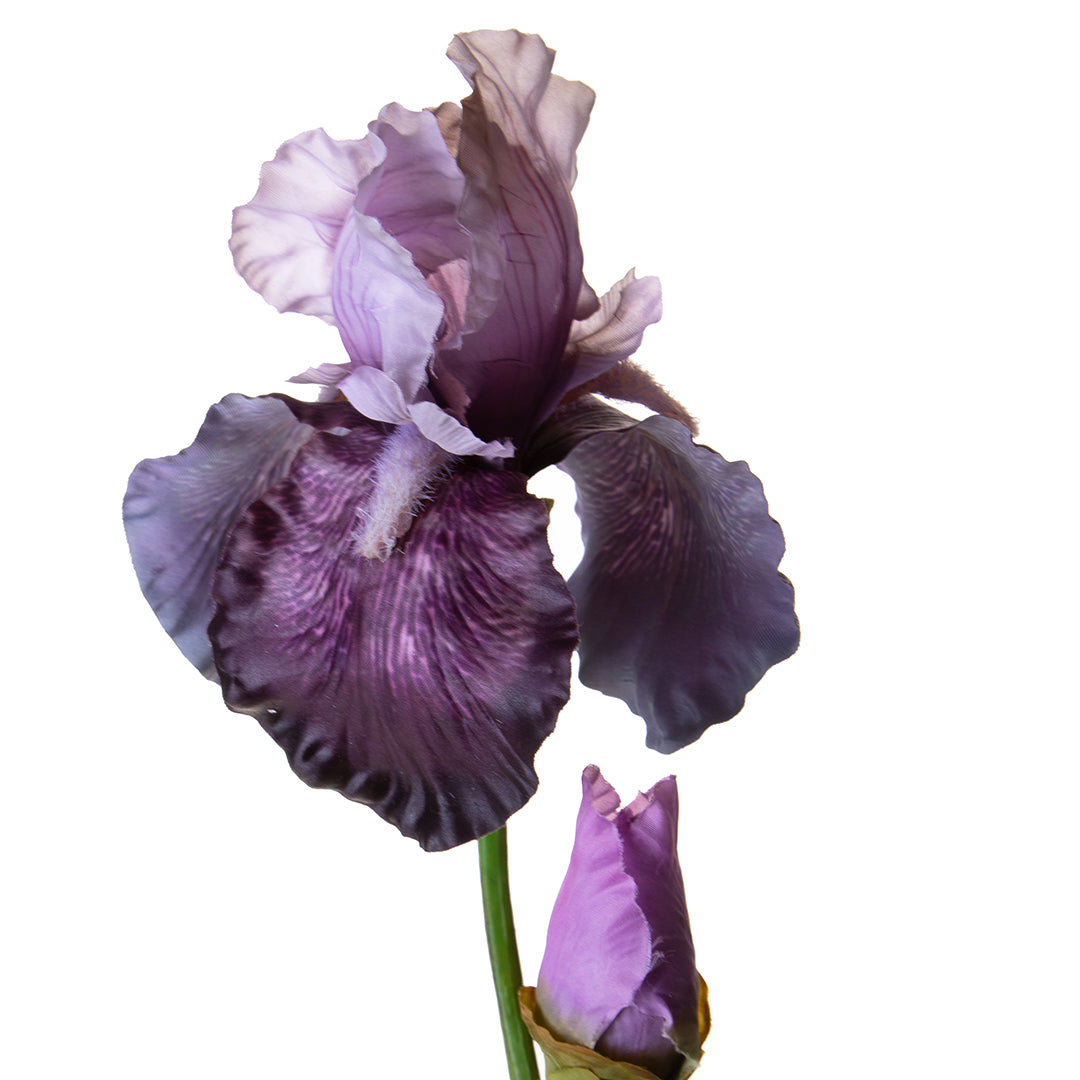 Iris con 1 fiore e 1 boccio • 79 cm