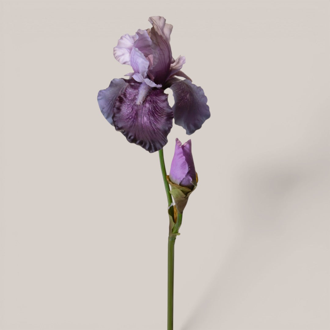 Iris con 1 fiore e 1 boccio • 79 cm