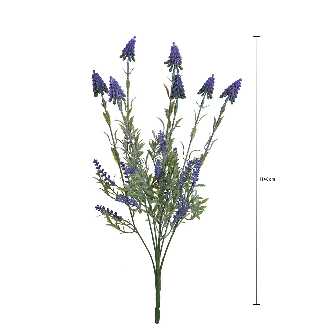 Mazzolino Muscari • 48 cm
