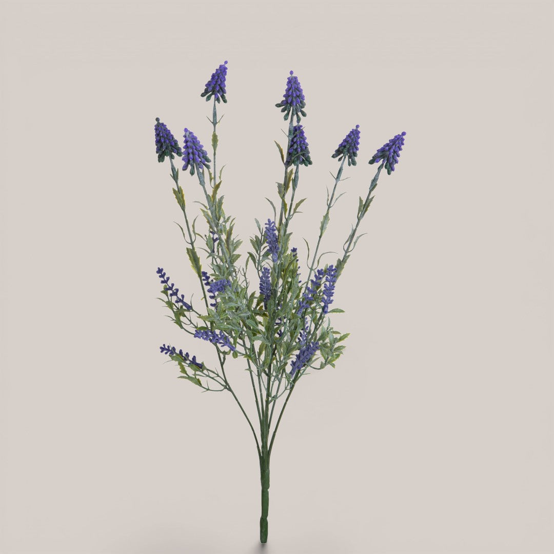 Mazzolino Muscari • 48 cm