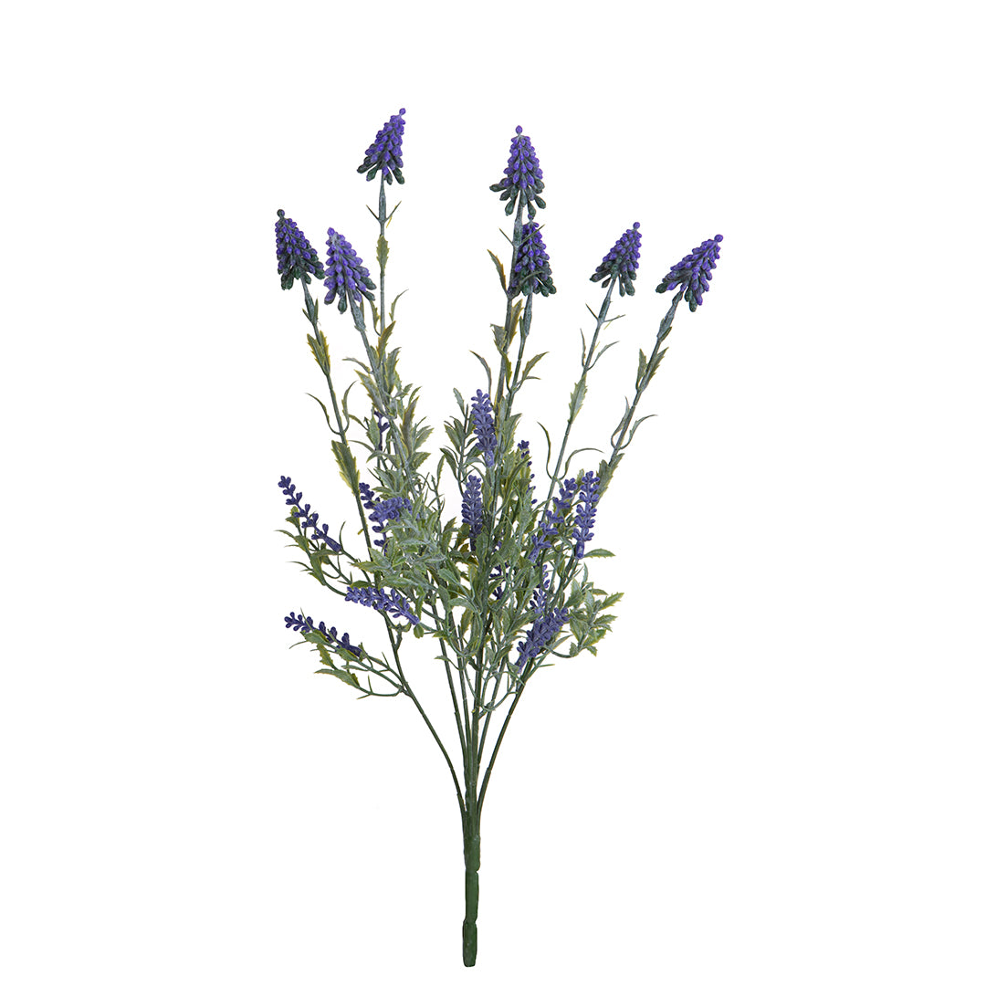 Mazzolino Muscari • 48 cm