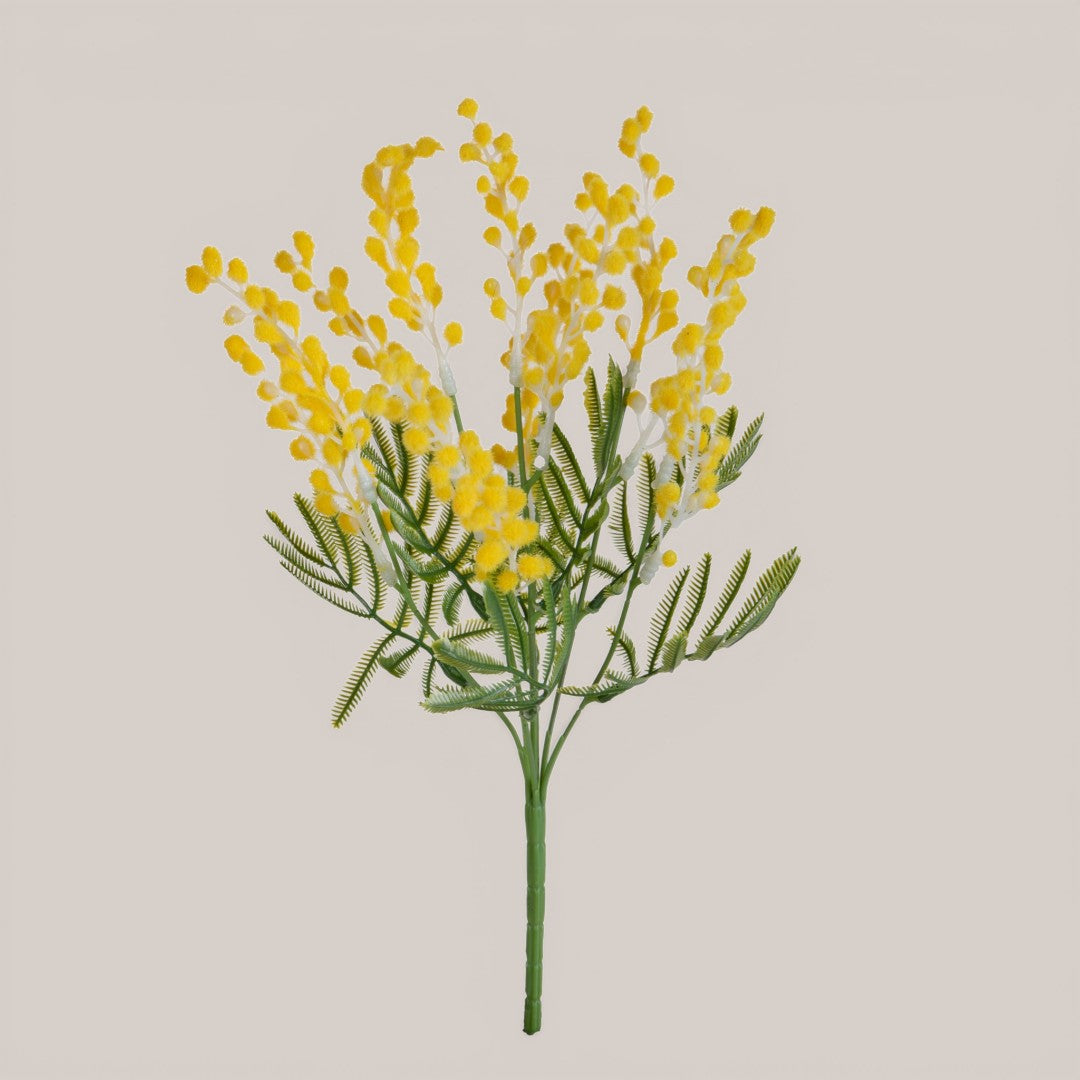 Mimosa Mazzolino • 37 cm