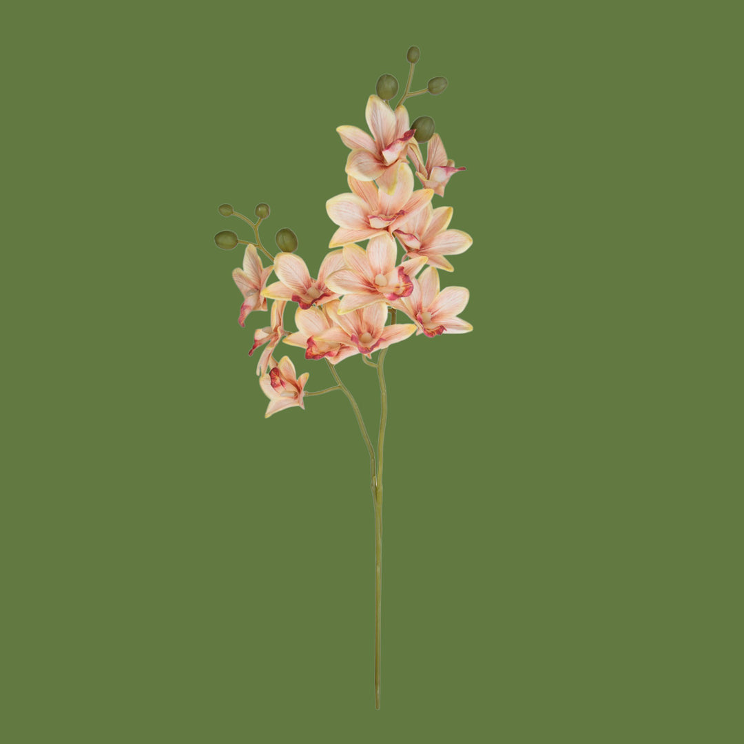 Orchidea x2 • 62 cm
