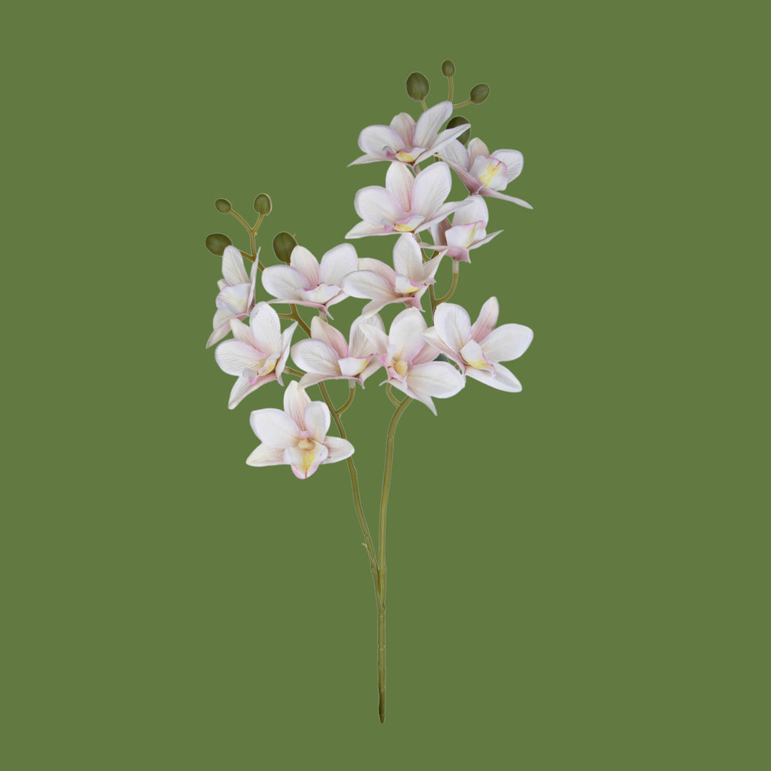 Orchidea x2 • 62 cm