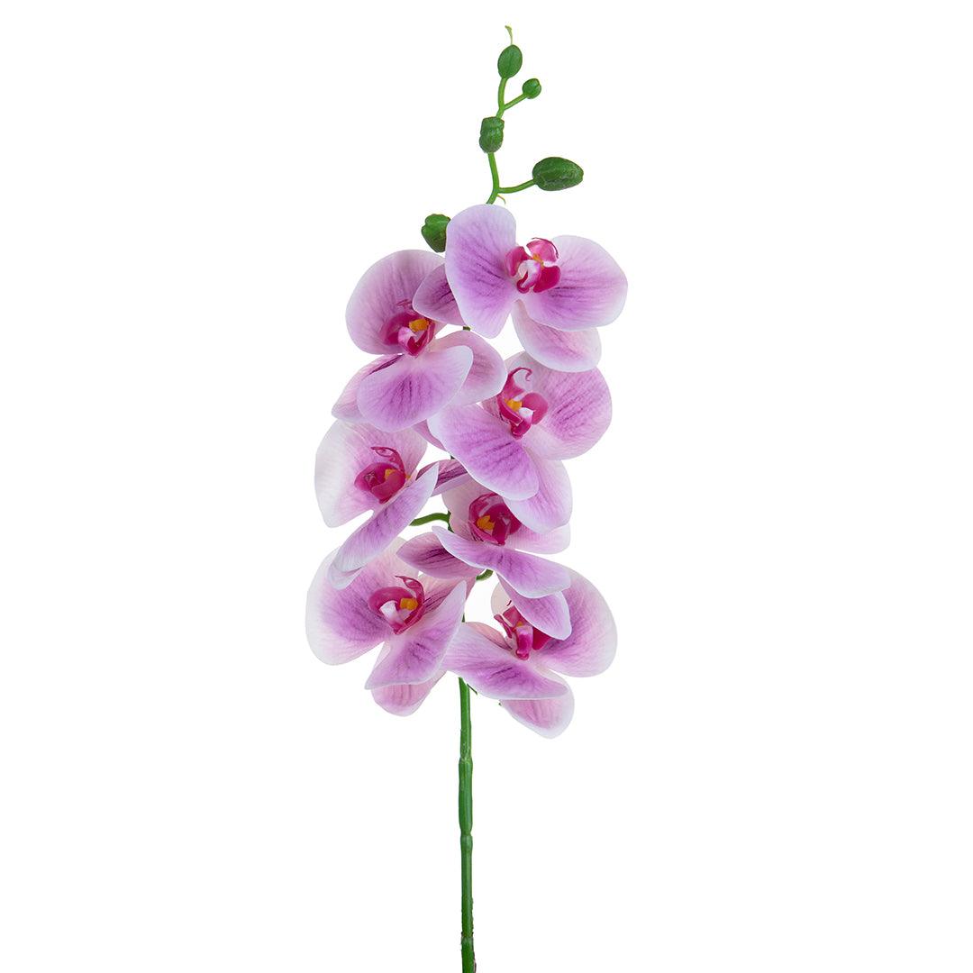 12 Pezzi • Phalaenopsis per 7 fiori• 96 cm