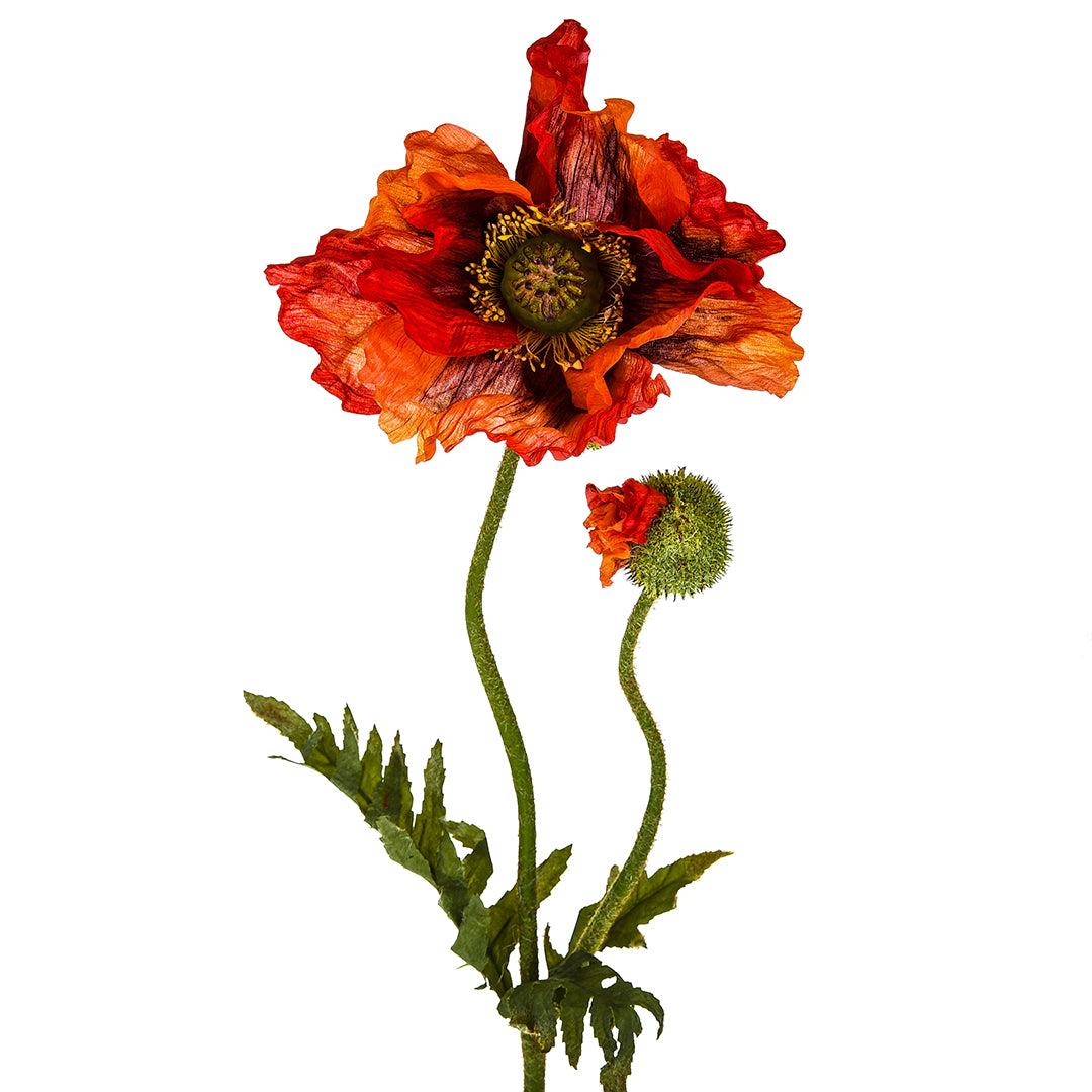 Papavero per 2 fiori • 74 cm