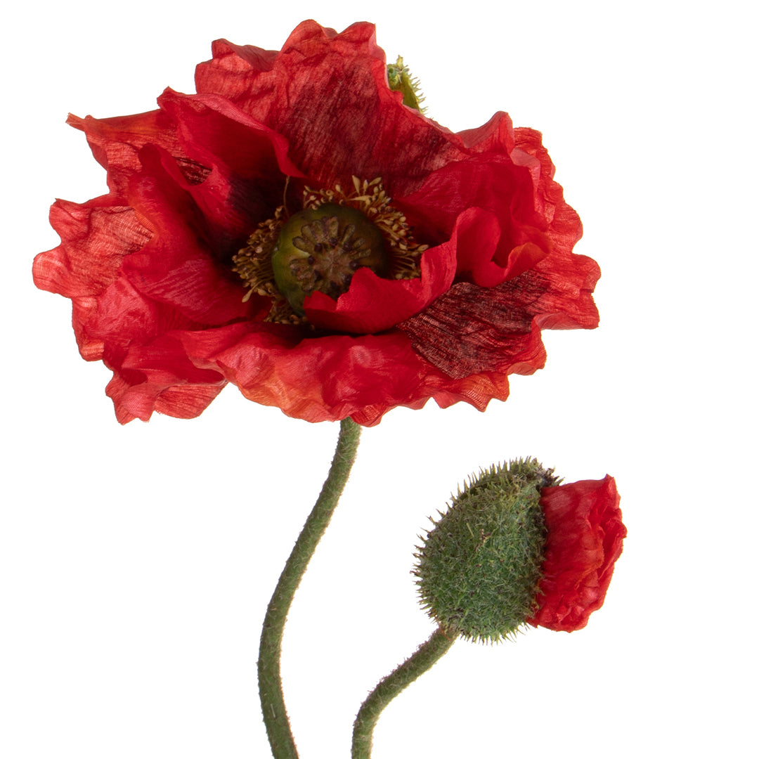 Papavero per 2 fiori • 74 cm