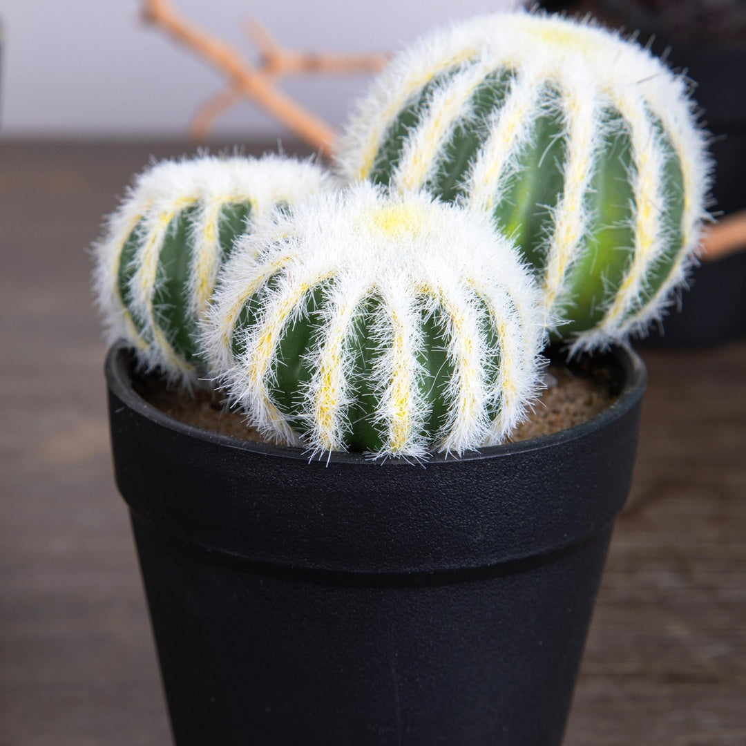 Cactus per 3 con vaso artificiale • 12 cm