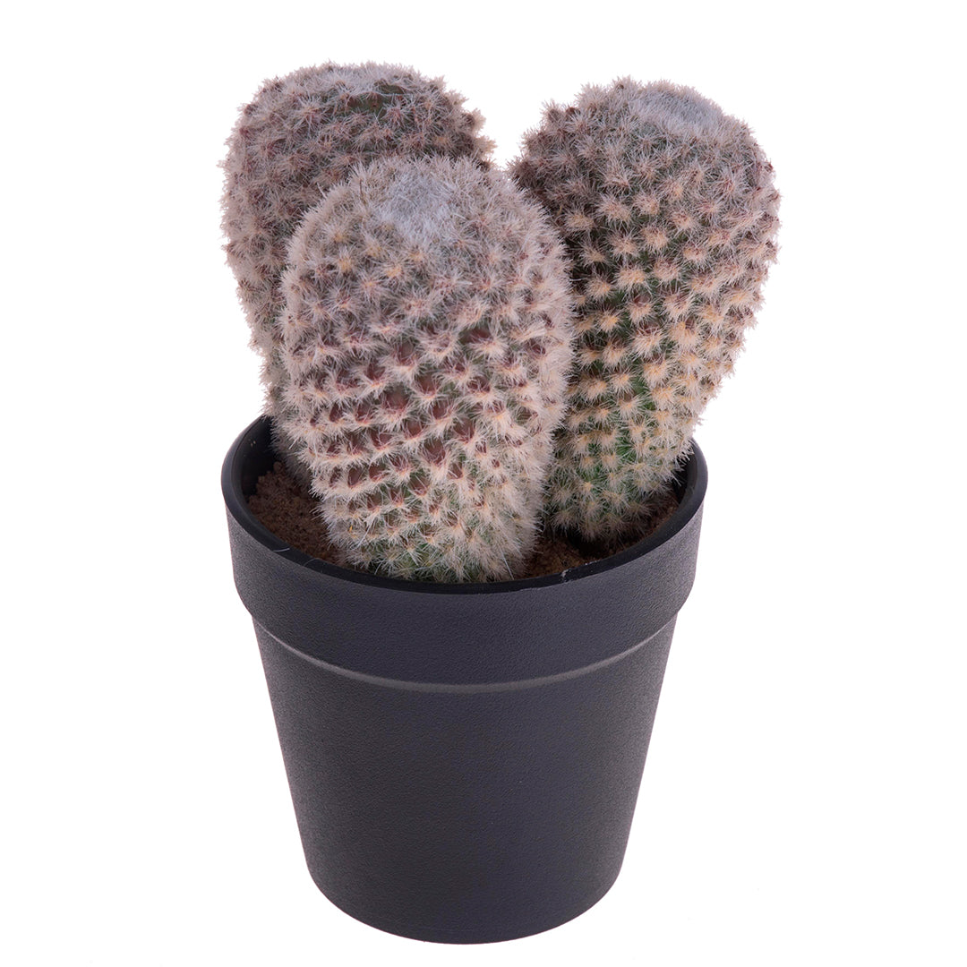 Cactus con vaso artificiale • 16 cm