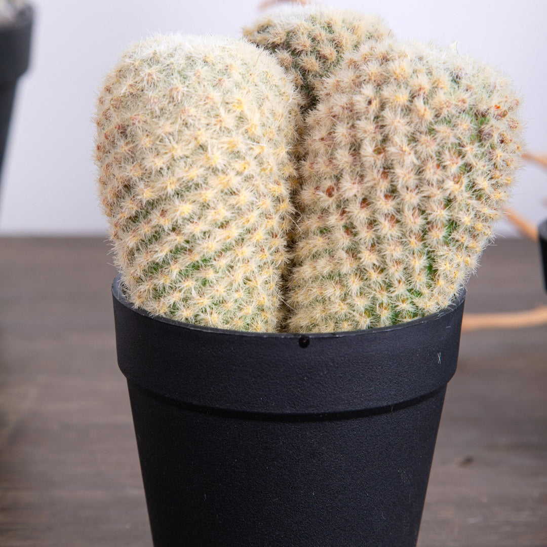 Cactus con vaso artificiale • 16 cm