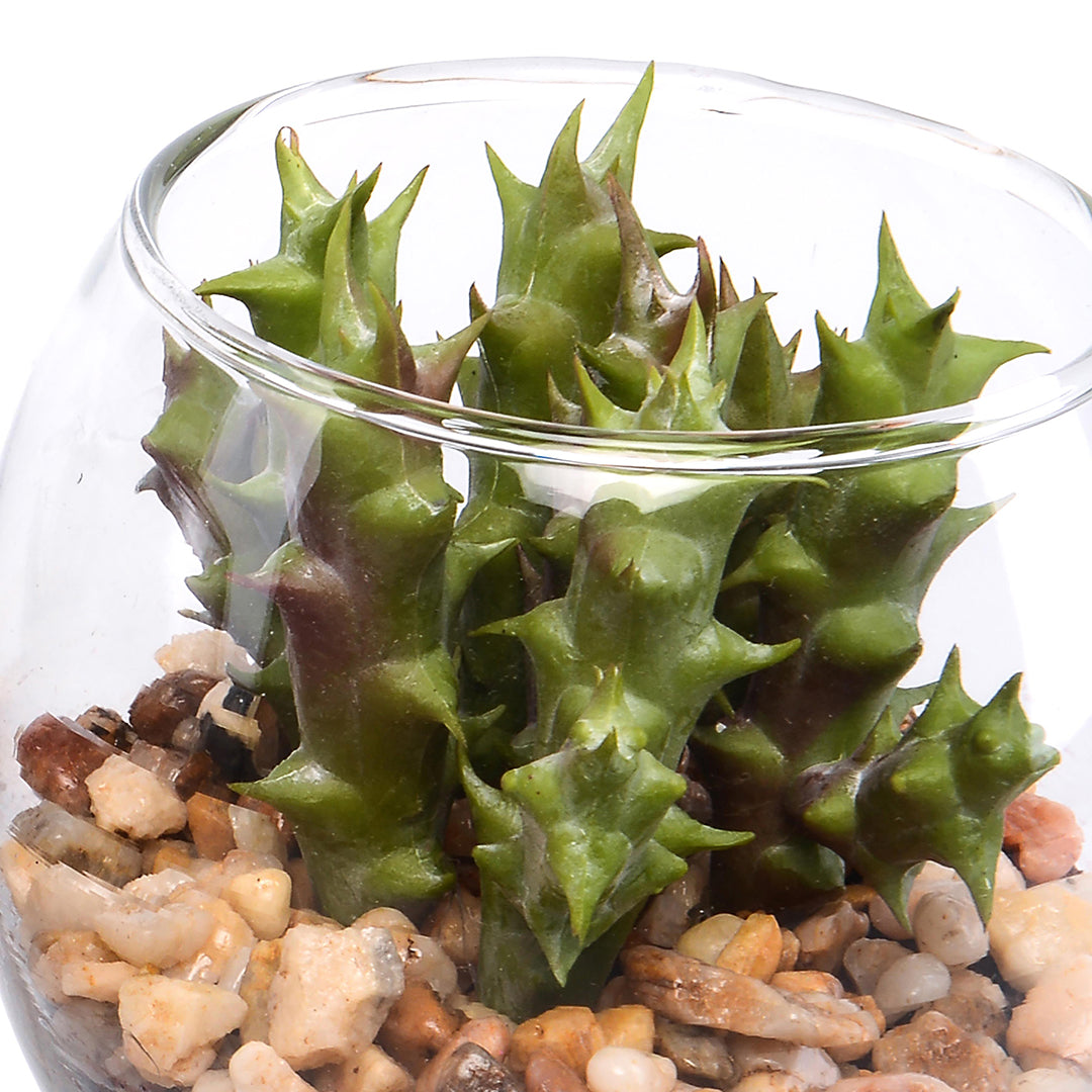 3 Pezzi • Pianta grassa con vaso artificiale • 5 cm