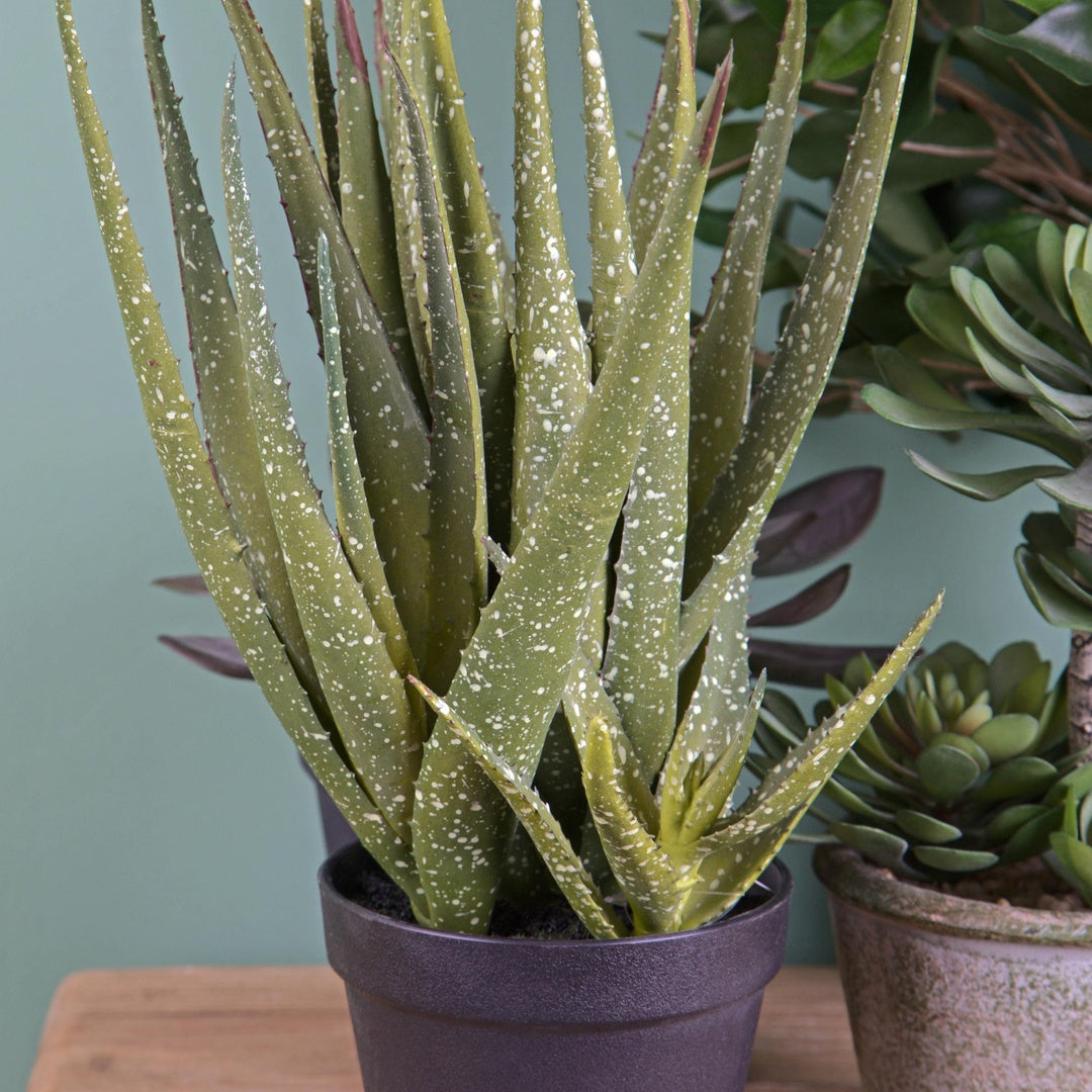 Verde artificiale Hawortia aloe artificiale con vaso • 35 cm