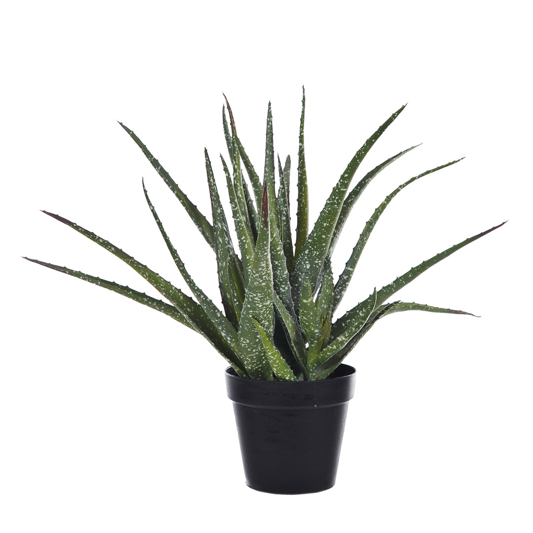 Verde artificiale Hawortia aloe artificiale con vaso • 35 cm