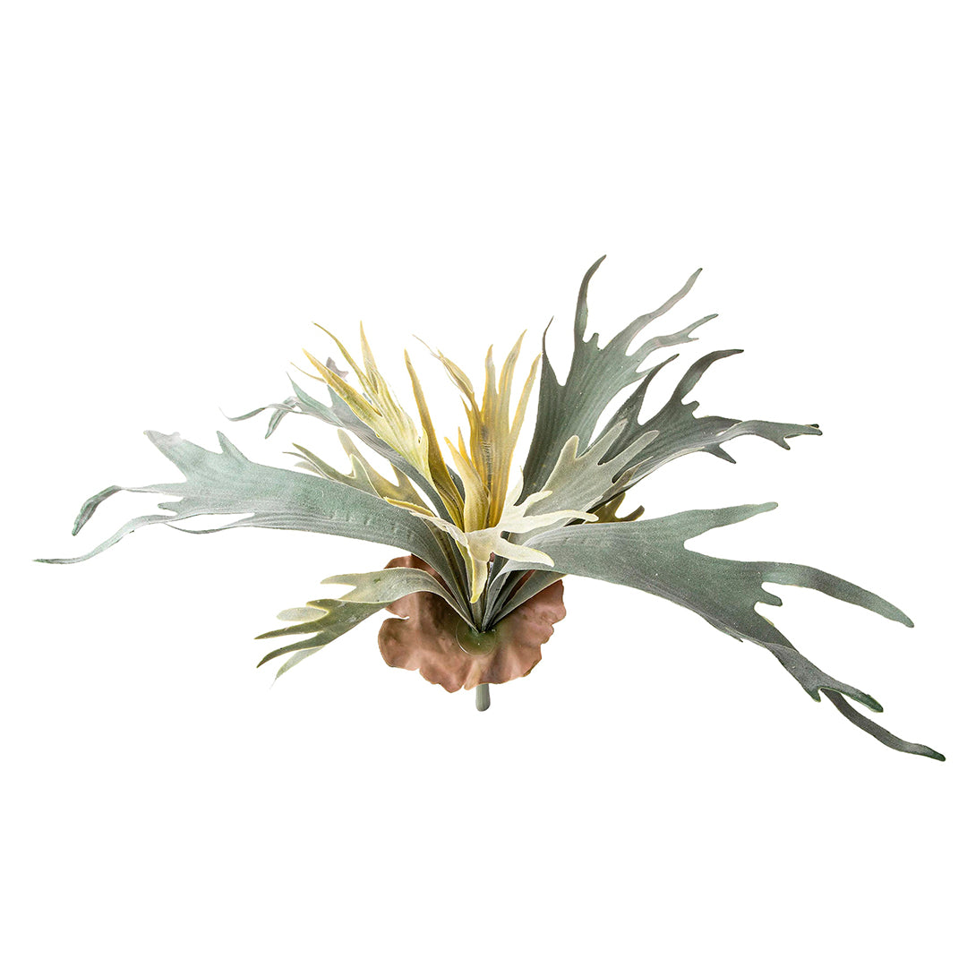 Platycerium per artificiale • 48 cm