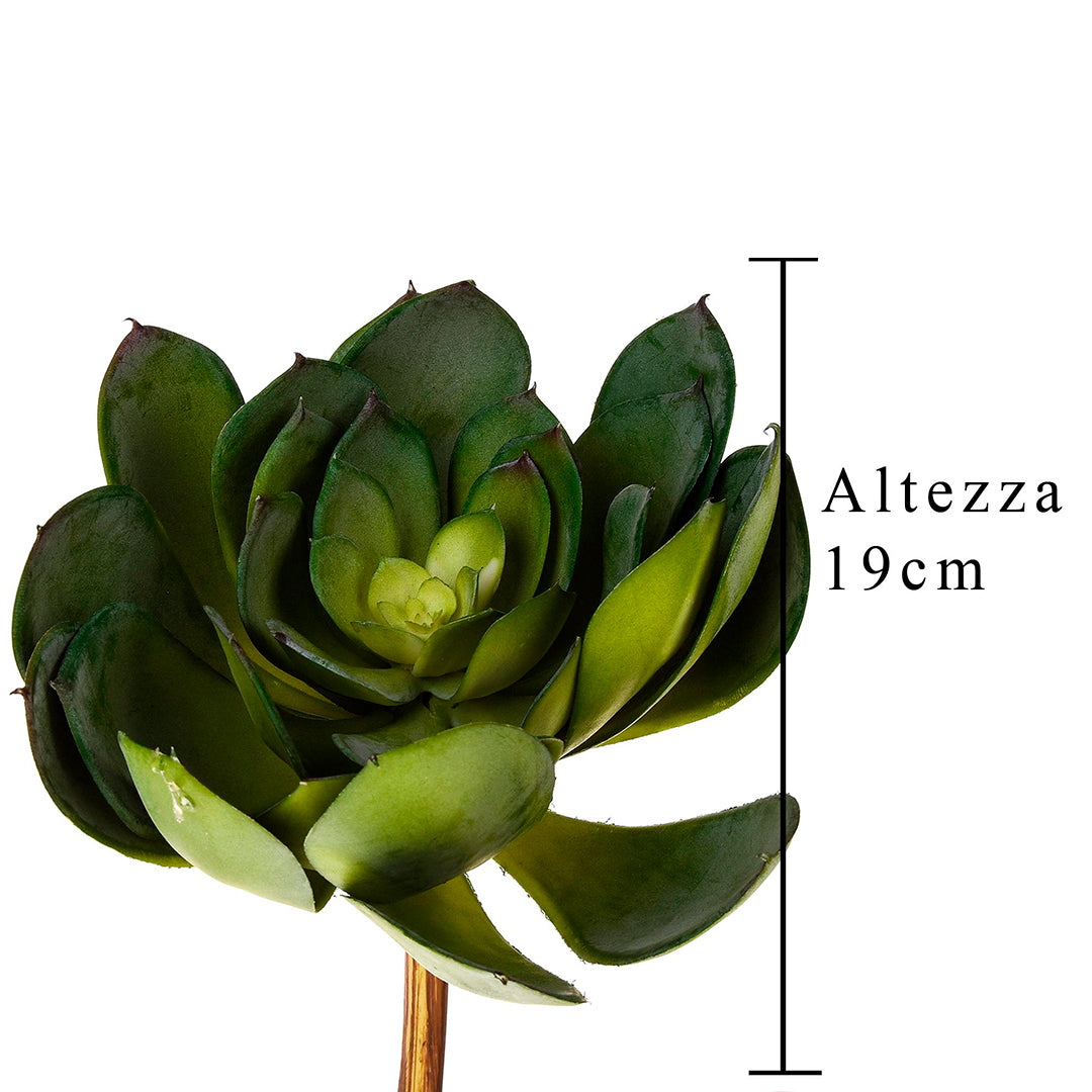 Aoenium cactus artificiale • 19 cm