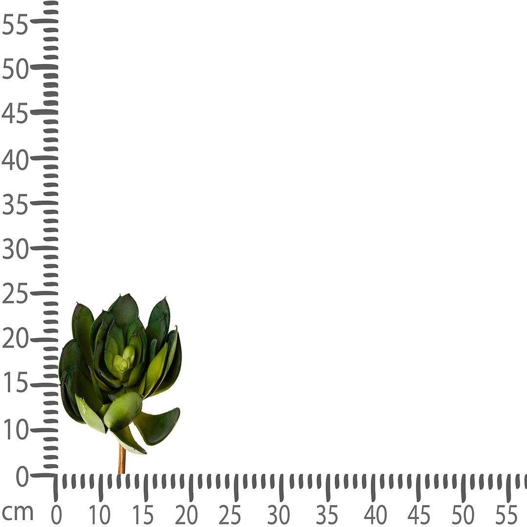 Aoenium cactus artificiale • 19 cm