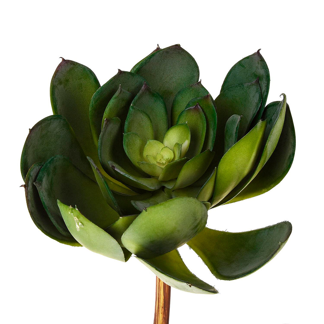 Aoenium cactus artificiale • 19 cm