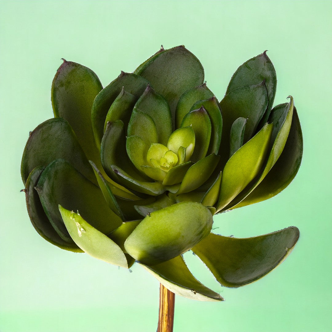 Aoenium cactus artificiale • 19 cm