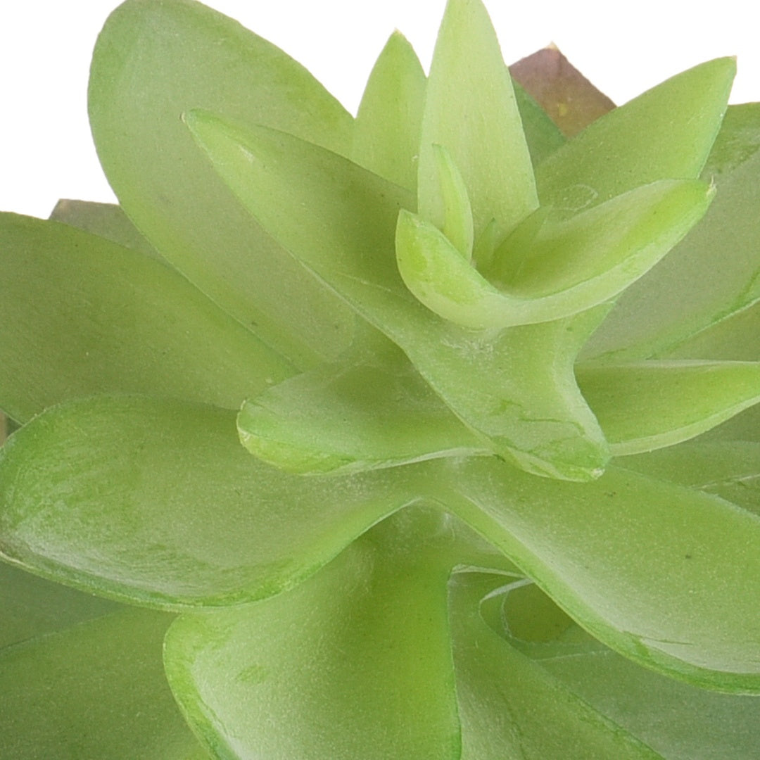 4 Pezzi • Echeveria cactus artificiale • 21 cm