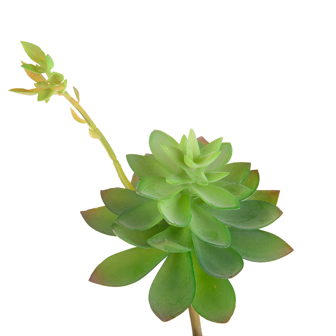 4 Pezzi • Echeveria cactus artificiale • 21 cm