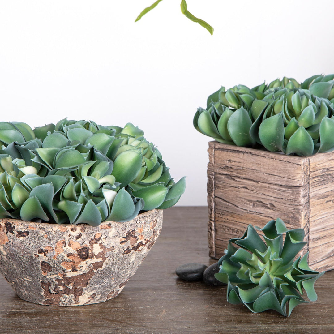 4 Pezzi • Aoenium arboreum artificiale • 13 cm