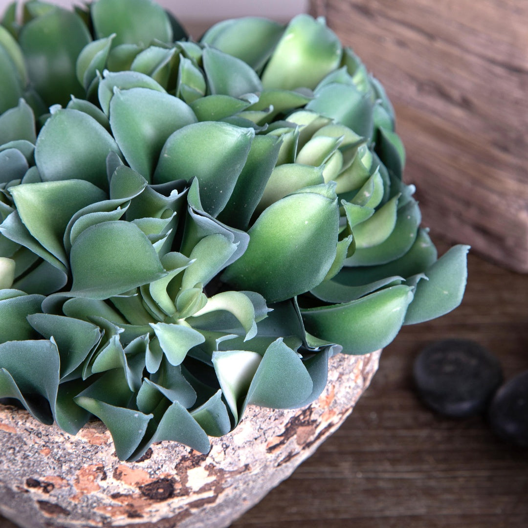 4 Pezzi • Aoenium arboreum artificiale • 13 cm