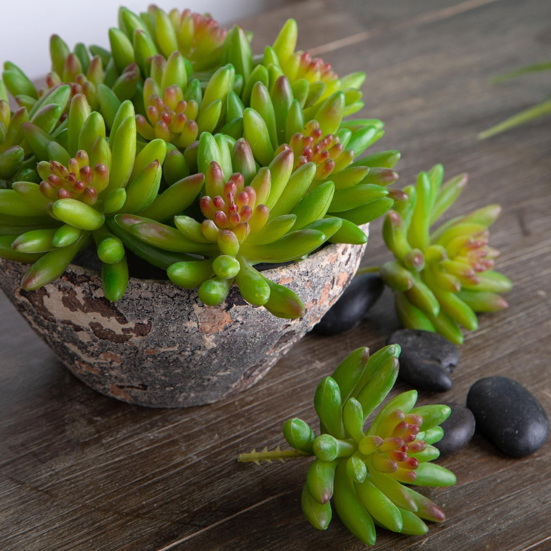 4 Pezzi • Crassula cactus artificiale • 9 cm