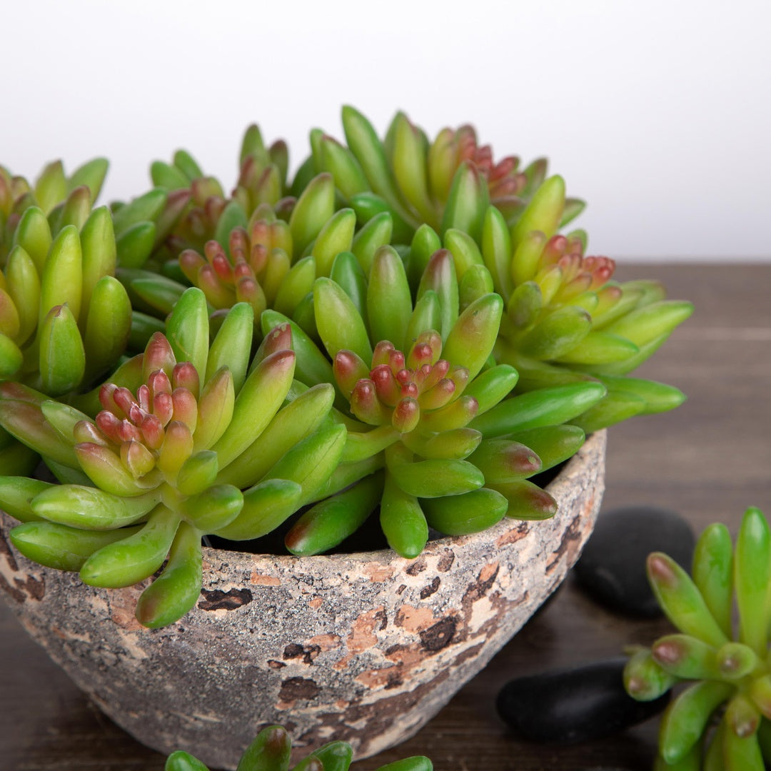4 Pezzi • Crassula cactus artificiale • 9 cm