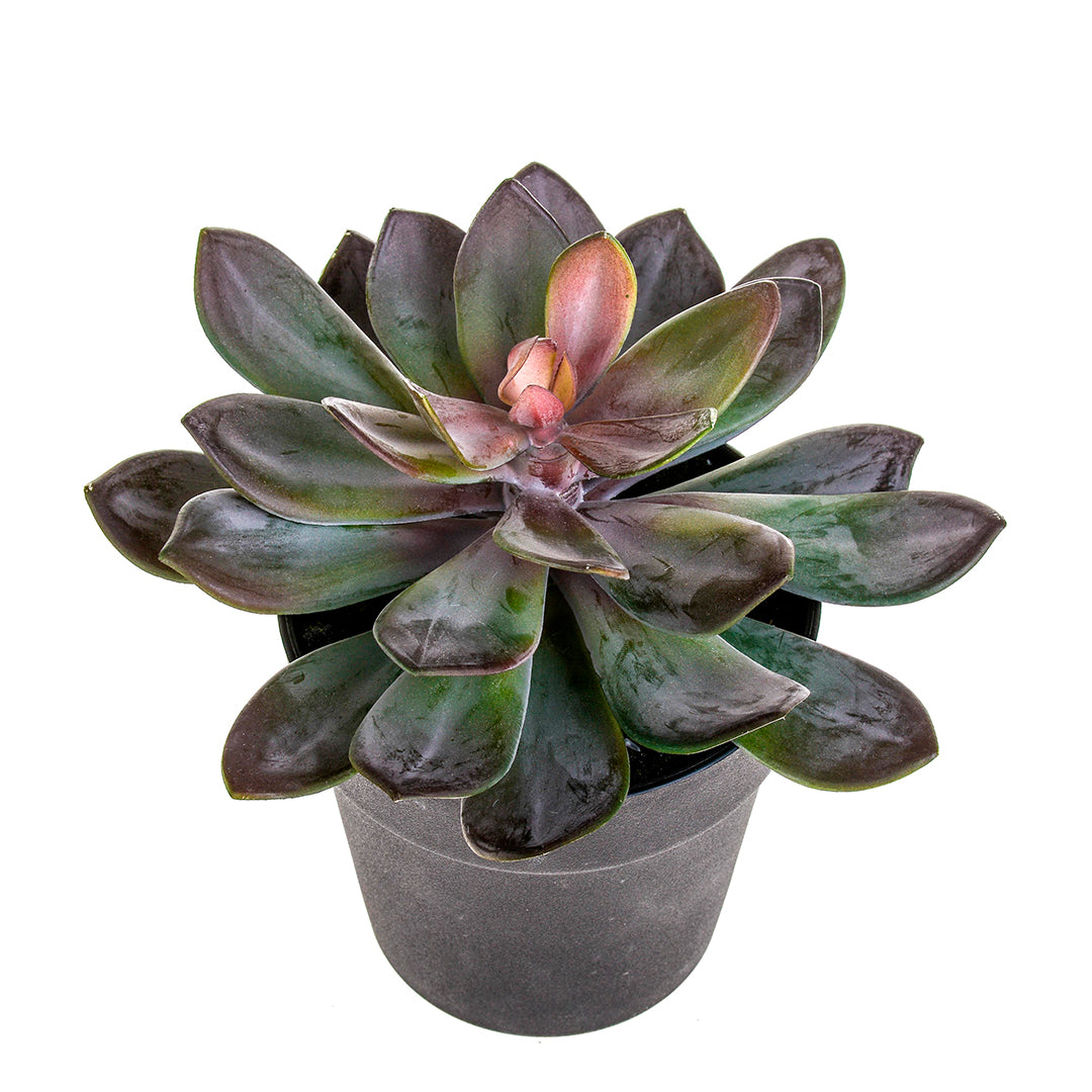 Pianta artificiale Succulent con vaso • 20 cm