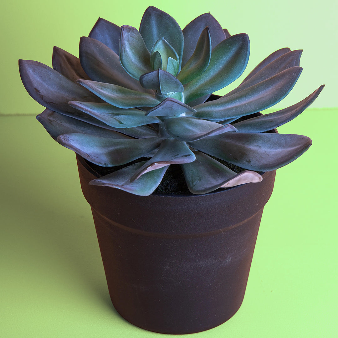 Pianta artificiale Succulent con vaso • 20 cm