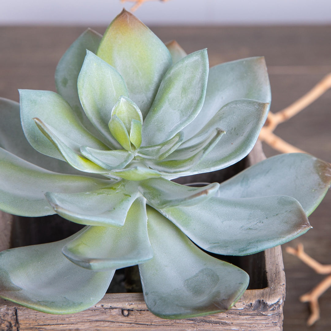 2 Pezzi • Succulent artificiale • 15 cm