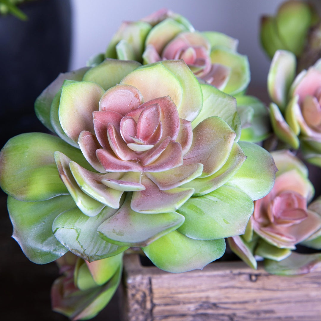 Ramo succulent singolo artificiale • 25,5 cm
