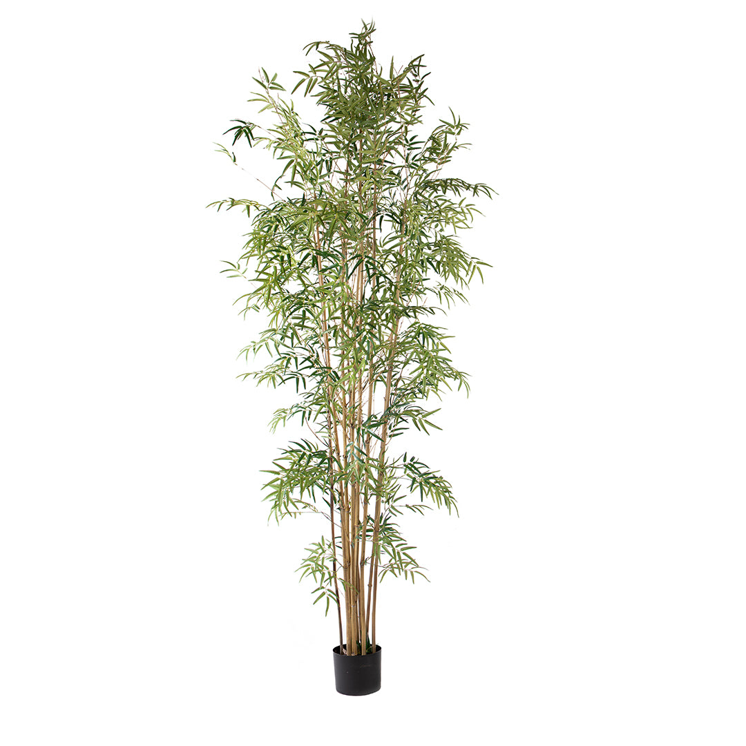 Bamboo per 9 foglie con Vaso • 260 cm