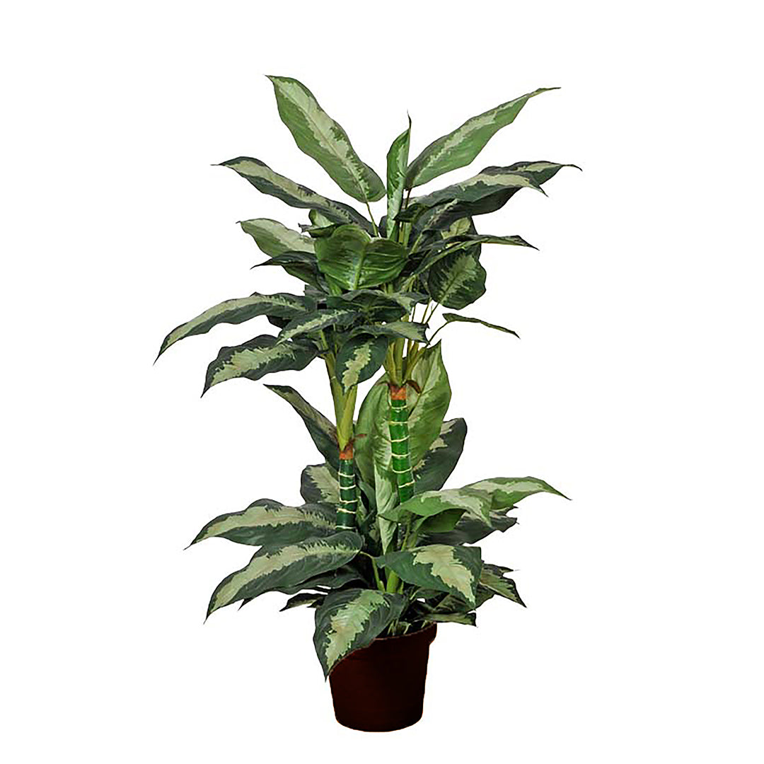 Diffembacina 72 foglie con Vaso • 100 cm