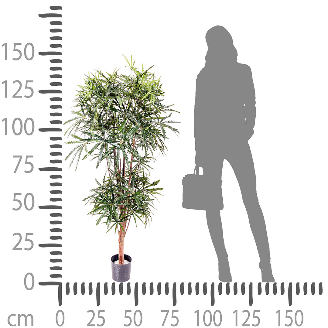 Verde artificiale Aralia a 2 diramazioni 954 foglie • 150 cm