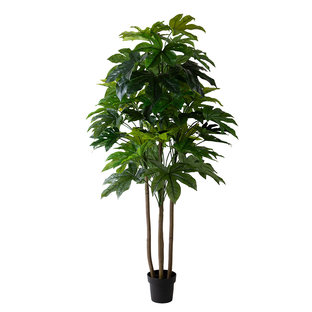 Aralia per 57 Foglie. con Vaso • 180 cm