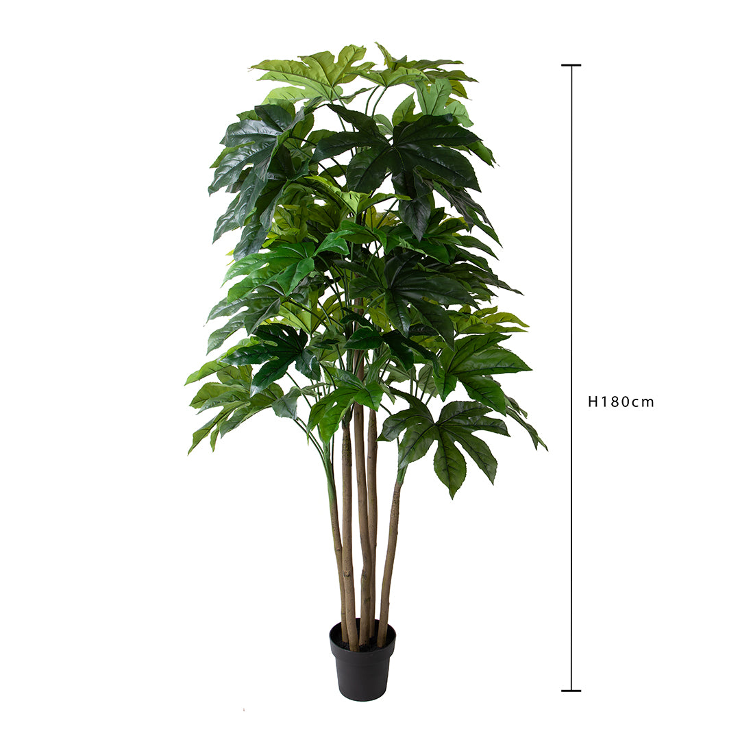Aralia per 57 Foglie. con Vaso • 180 cm