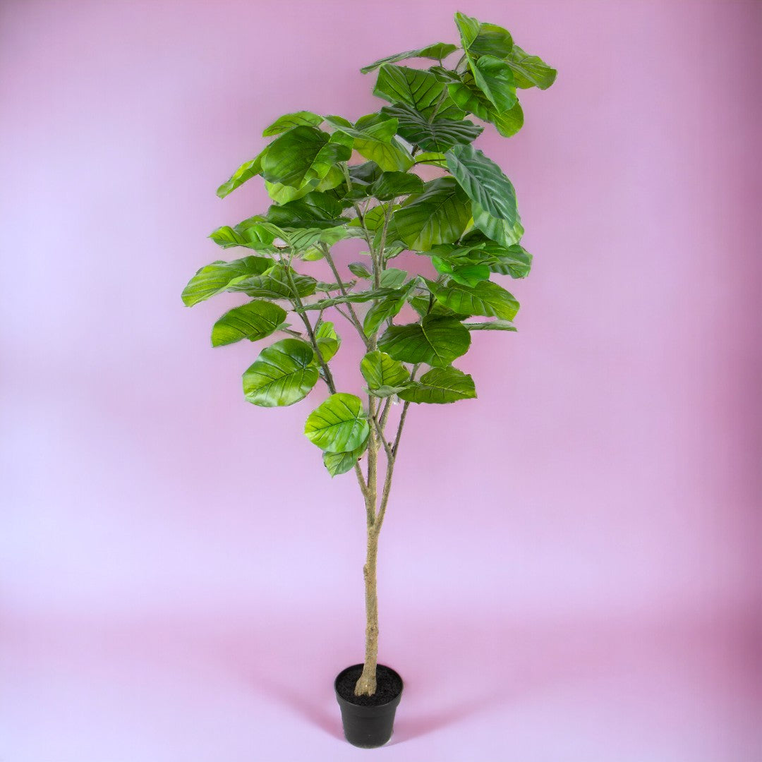 Verde artificiale Pianta ficus real touch vaso • 200 cm