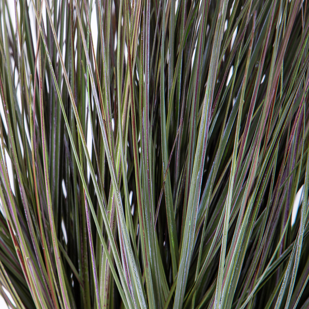 Pianta di beargrass in vaso • 78 cm